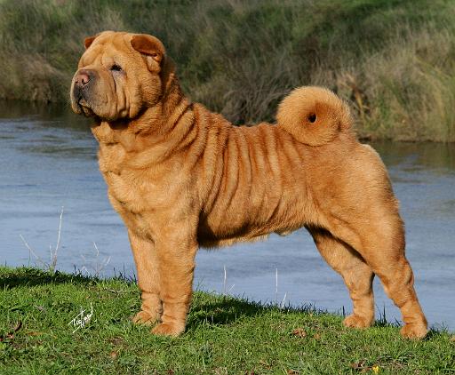 Shar Pei 9Y202D-026.JPG
